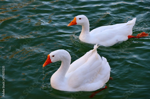 Two swans swimming in the lake at Jinta polar trees (Huyang in Chinese) park. 