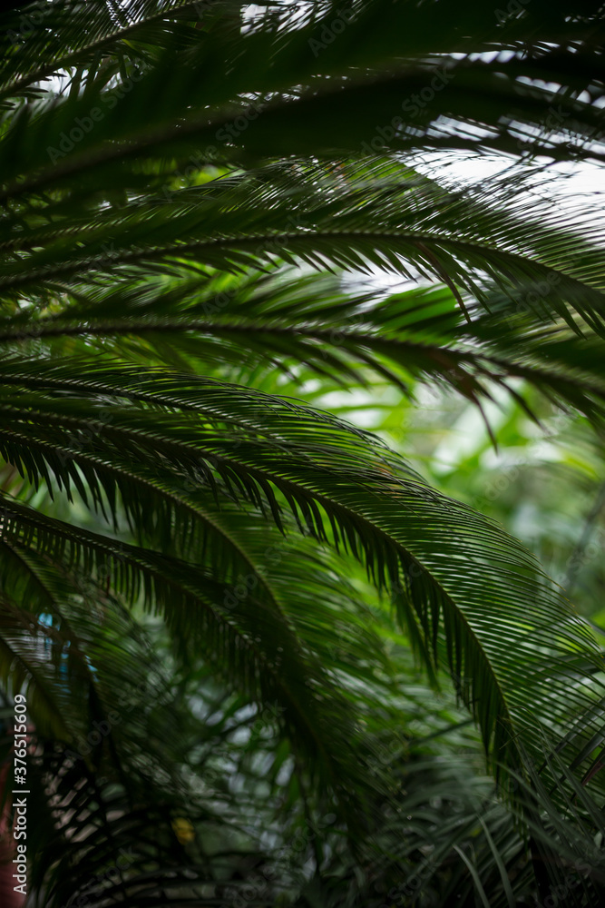 Fototapeta premium green palm tree