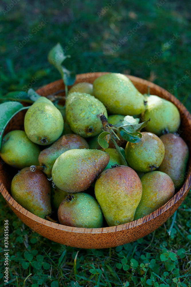 fresh pears in a wooden bowl