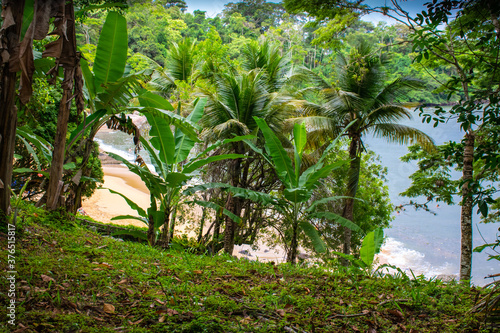 tropical forest with palm trees