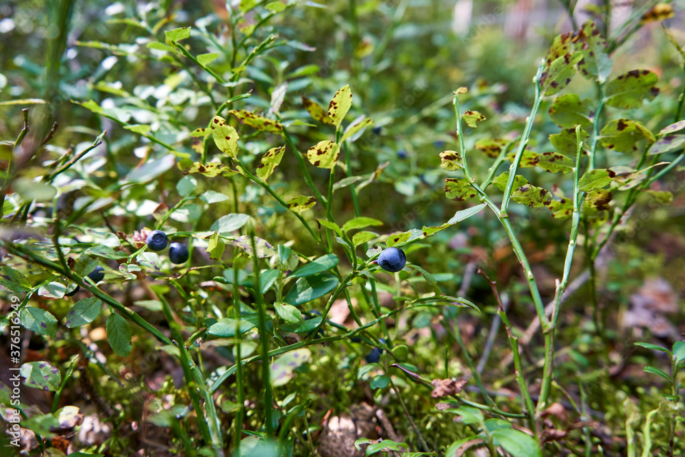 Fototapeta premium Wild blueberries on the branch in the forest