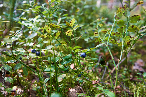 Wild blueberries on the branch in the forest