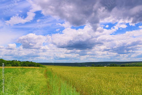 Wheat field (right) and meadow (left) in summer. Beautiful sky with clouds
