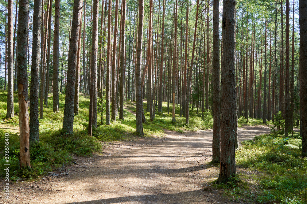 Nice path in the forest on a summer day Nice path in the forest on a summer day