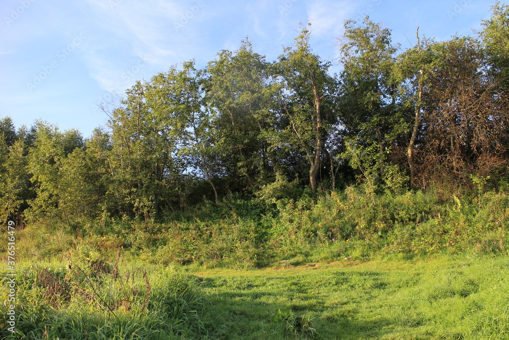 Bushes and trees by the river in summer in the village