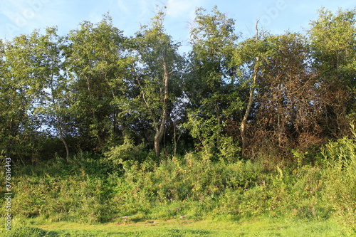 Bushes and trees by the river in summer in the village