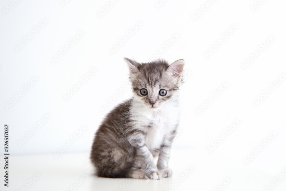 Gray striped kitten. Portrait of striped kitten with blue eyes. Kitten on a white background. Small predator.