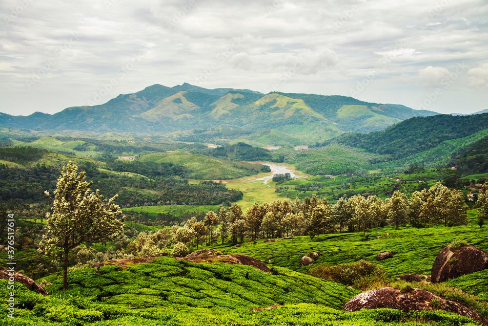 Kerala, India. Tea plantations in Munnar, Kerala