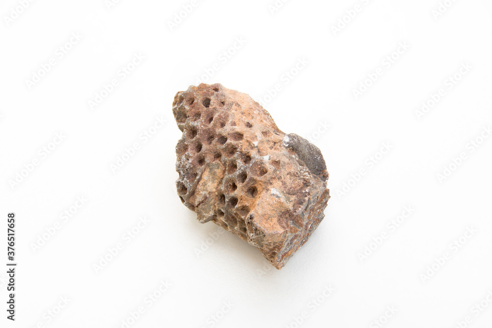 studio photo of coelenterata anthozoa fossil studio photo of coelenterata anthozoa fossil