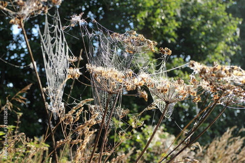 Spider web on the grass in the sun on a summer morning
