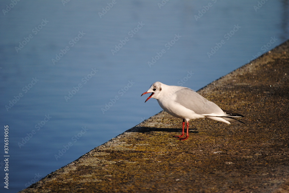 Fototapeta premium möve am parapet nah mit see im hintergrund