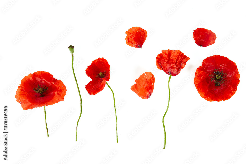 poppy flowers isolated on white background - obrazy, fototapety, plakaty 
