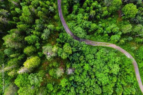 Aerial view of the road through the forest © Madrugada Verde