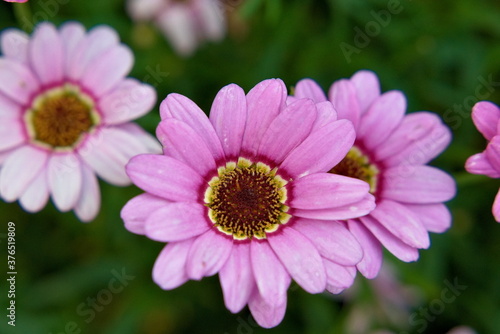 Beautiful flower with pink petals and bright purple and yellow center. Close up.