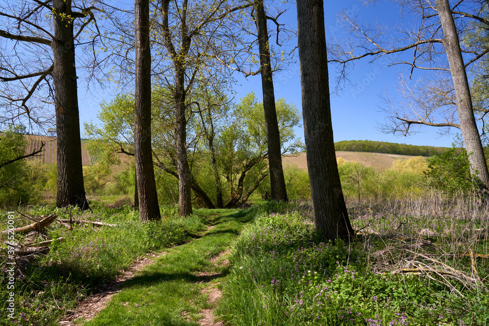 Obraz premium Landschaft in der Nordheimer Au an der Weininsel, Weinort Nordheim am Main, Unterfanken, Franken, Bayern, Deutschland
