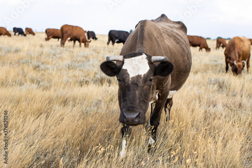 Fototapeta Naklejka Na Ścianę i Meble -  Cute dairy dark brown and white cow with horns looking at camera, standing on background of herd of cows grazing in yellow steppe meadow field on summer day. Farming and animal husbandry concept