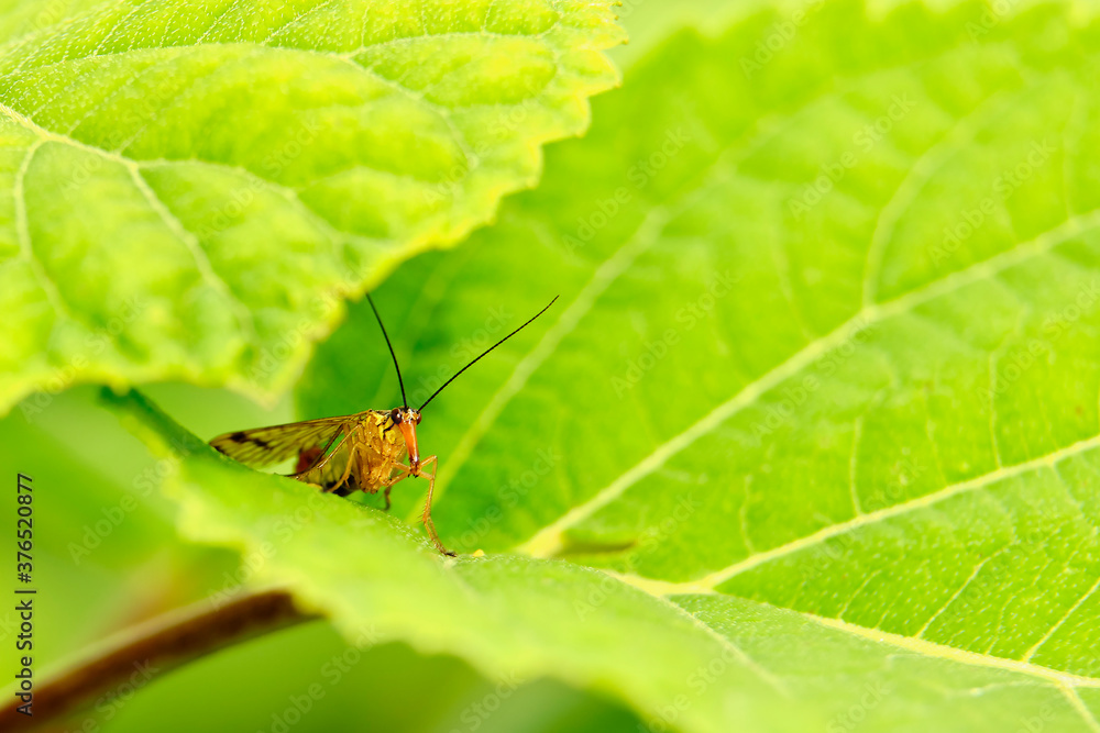 The fly of the scorpion is commonly hidden among the foliage. The fly of the scorpion is commonly hidden among the foliage.