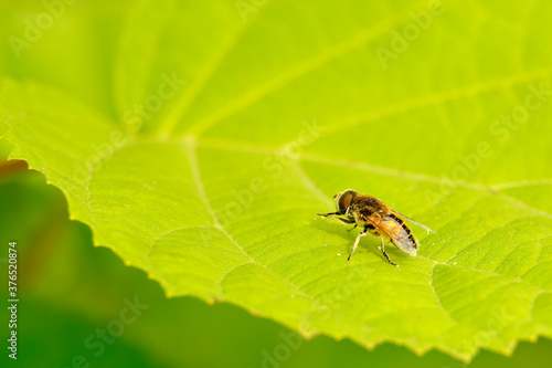 A small hoverfly sits on a green leaf. Macro photography.