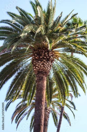 Palm tree close