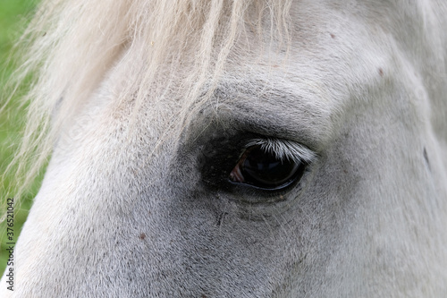 Oeil de cheval blanc en gros plan