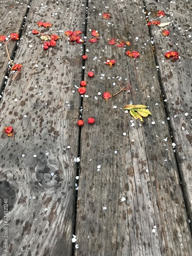 Red berries on a wood. Autumn hailstorm and rowan berry.