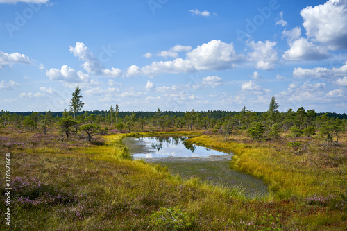 Summer landscape with lake in the swamp