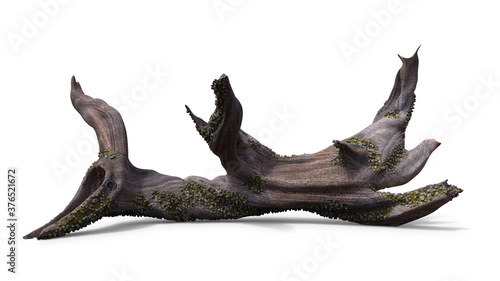 driftwood, dry tree branch with moss and barnacle isolated with shadow on white background © dottedyeti
