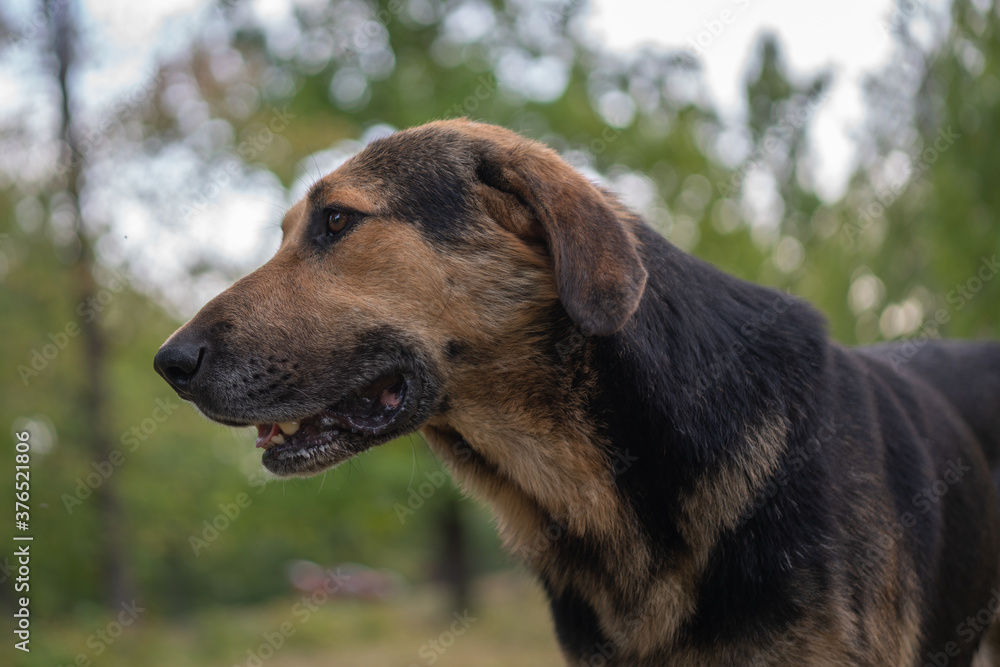 muzzle of a stray dog, against the background of trees, close-up, selective focus