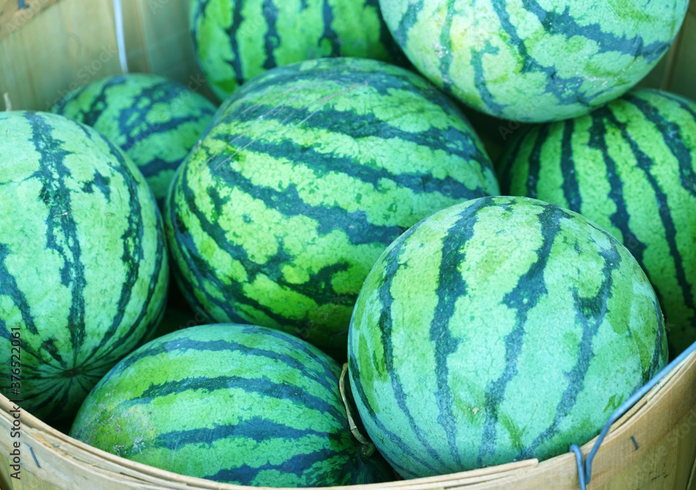 watermelon in container in farm harvest season