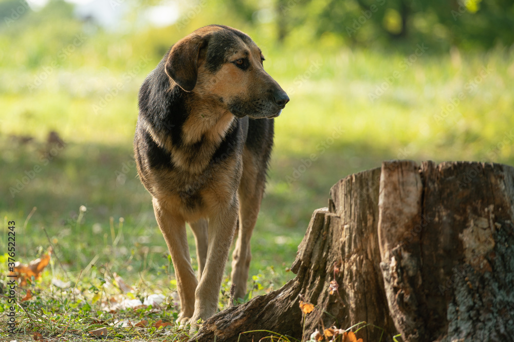 homeless dog with sad eyes looking for food homeless dog with sad eyes looking for food