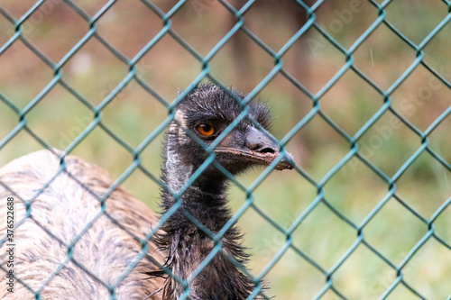 Caged Emu Flightless Bird's Eye Close up photograph photo