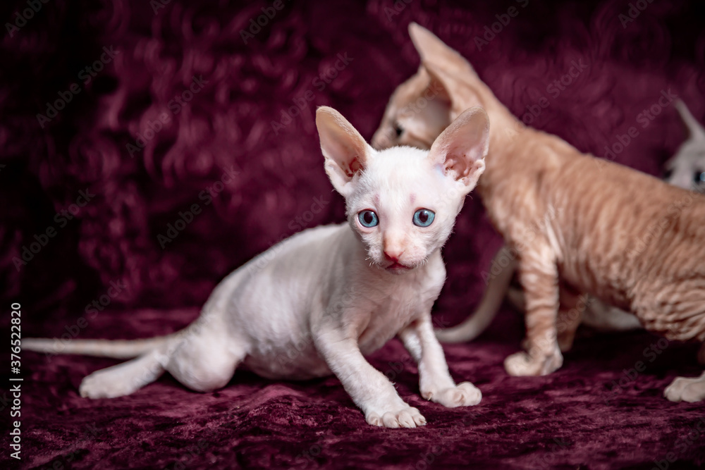 Cornish Rex kitten on a velvet, crimson background. Cornish Rex kitten on a velvet, crimson background.
