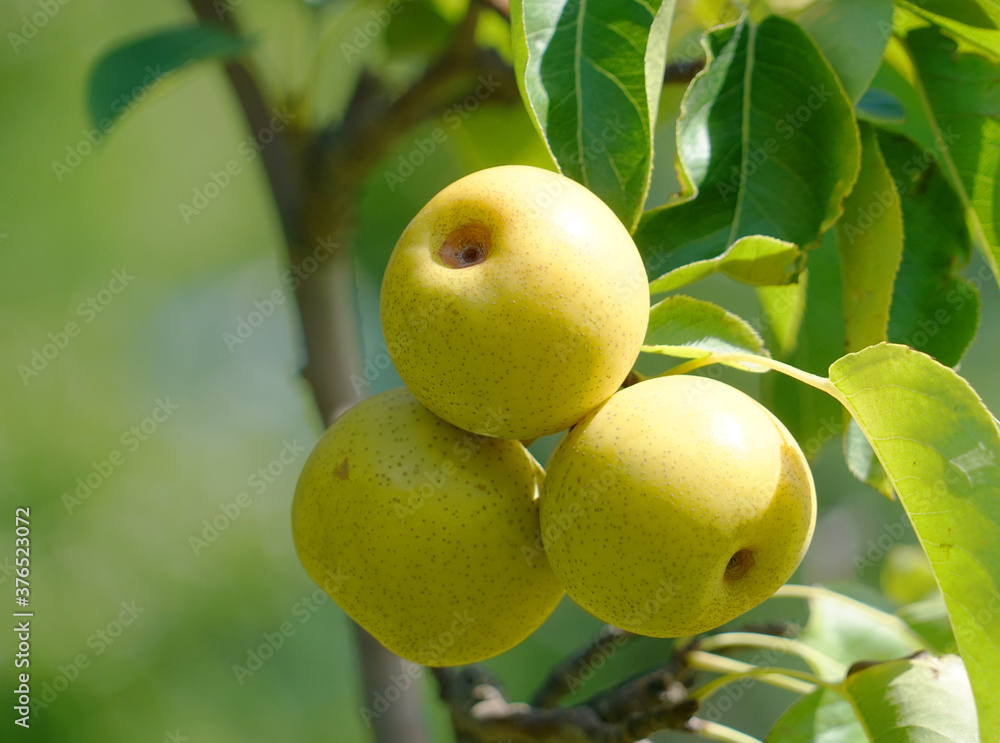 close up on yellow Asian pear on the tree close up on yellow Asian pear on the tree