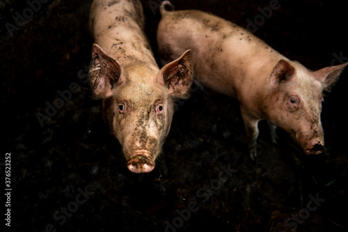 Piglet. Pig. Pig on a farm in a pigsty. Dirty pig. © EugeneART