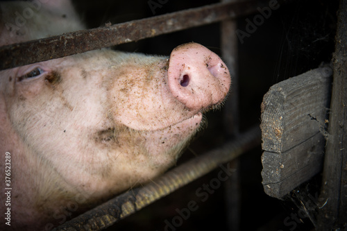 Pig. Pig on a farm in a pigsty. Dirty pig.