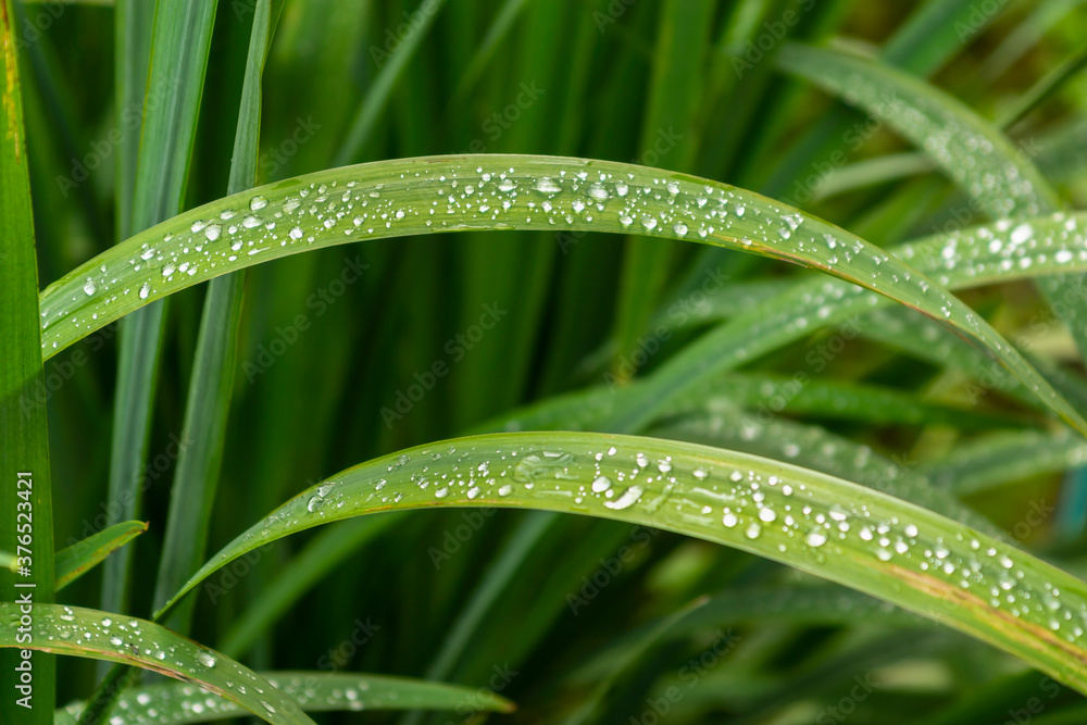 Raindrops on green long leaves. Water drops on green leaves.