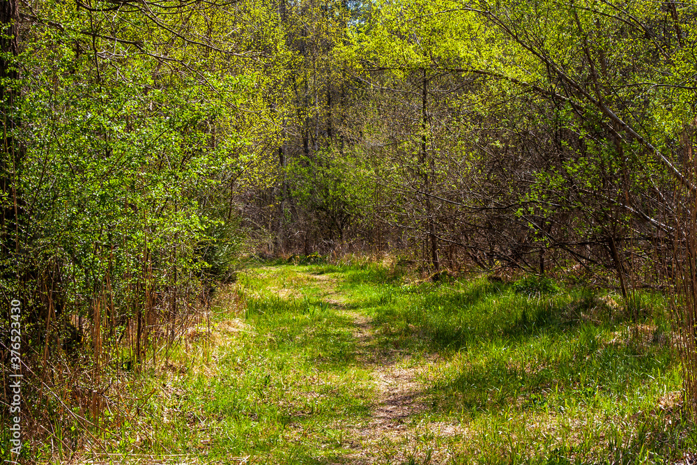 Fototapeta premium Erstes zartes Frühlingsgrün mit Riedweg