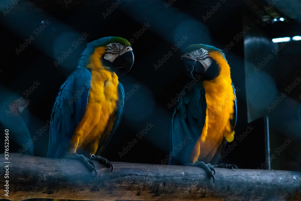 Blue Throated macaw pair looking at each other in dark bird cage