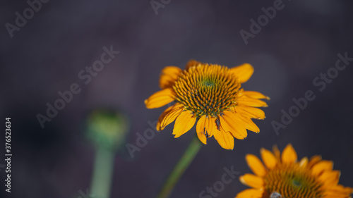 yellow flower on a purple background
