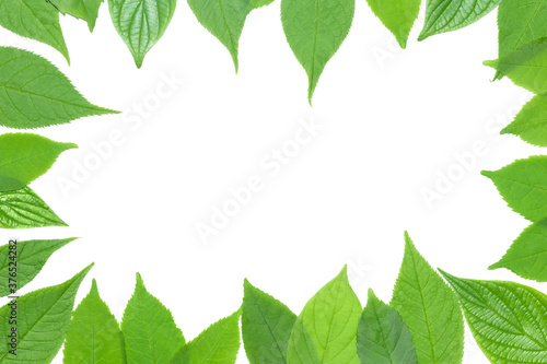 Green leaf frame on the white background. Flat lay with copy space. © ALIAKSANDR