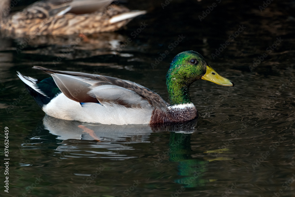 Male Mallard duck swims along pond with reflection showing all his colorful feathers in the water surface. Male Mallard duck swims along pond with reflection showing all his colorful feathers in the water surface.