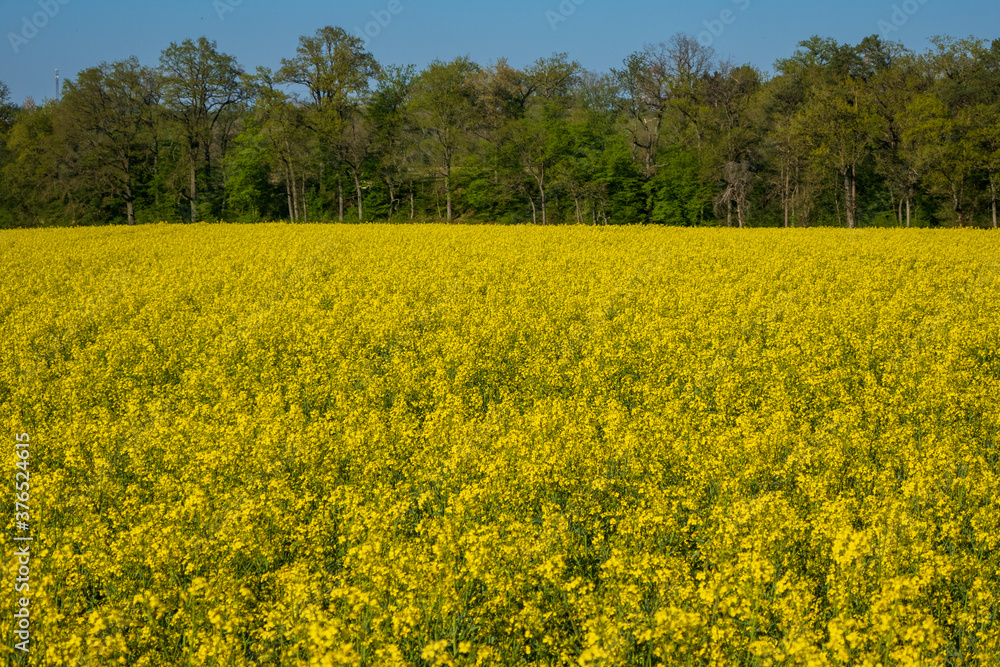 Obraz premium Rapsfeld in der Blüte