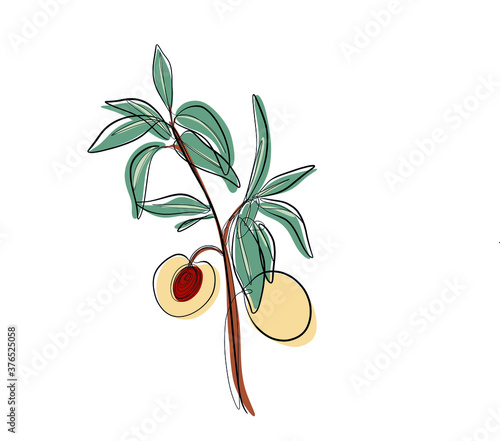 dibujo estilo una línea en vectorial como parte de un melocotonero con melocotón cortado por la mitad
