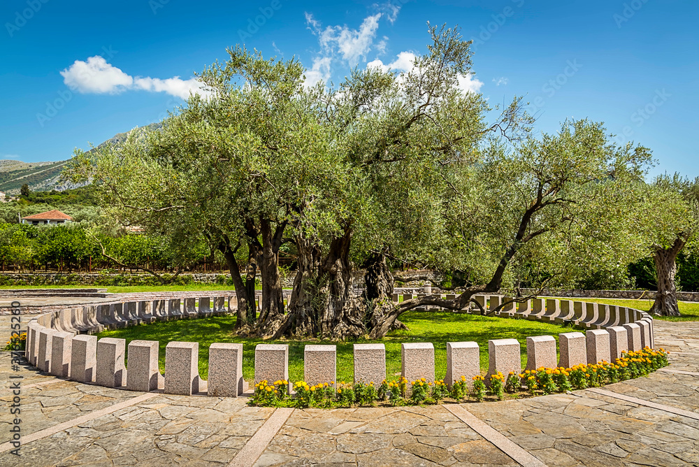 The 2,000 year old olive tree, Stara Maslina near to Stari Bar, Montenegro