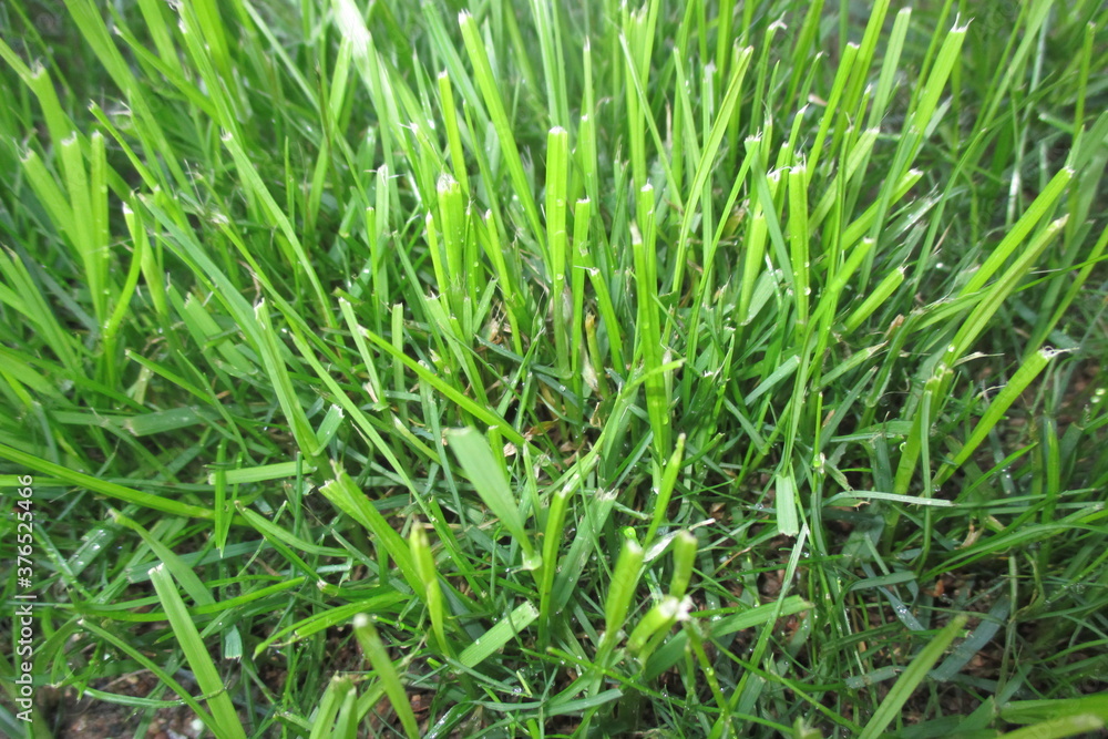Gras 4 Gras 4