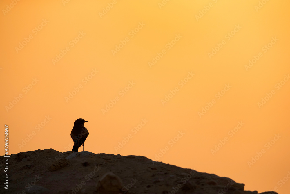 Silhouette of Pied wheatear perched on hillocks at Busaiteen during sunset, Bahrain