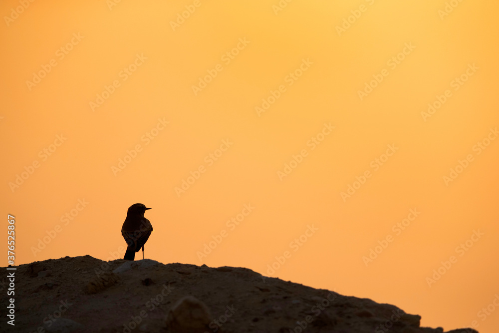 Naklejka premium Silhouette of Pied wheatear perched on hillocks at Busaiteen during sunset, Bahrain