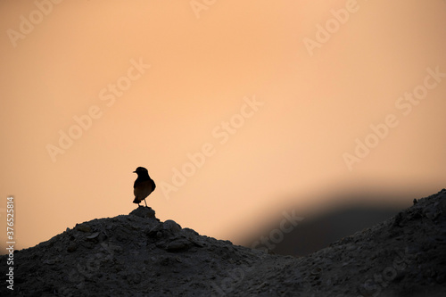 Silhouette of Pied wheatear perched on hillock at Busaiteen during sunset, Bahrain