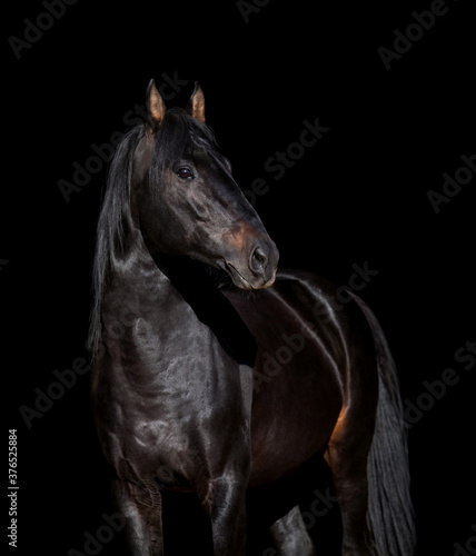 Black sport horse portrait isolated on black background © Alexia Khruscheva