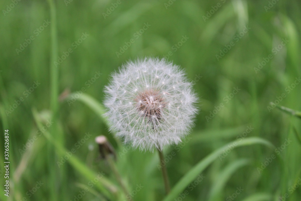 Fototapeta premium Diente de león en macro en el jardín rodeado de vegetación verde 